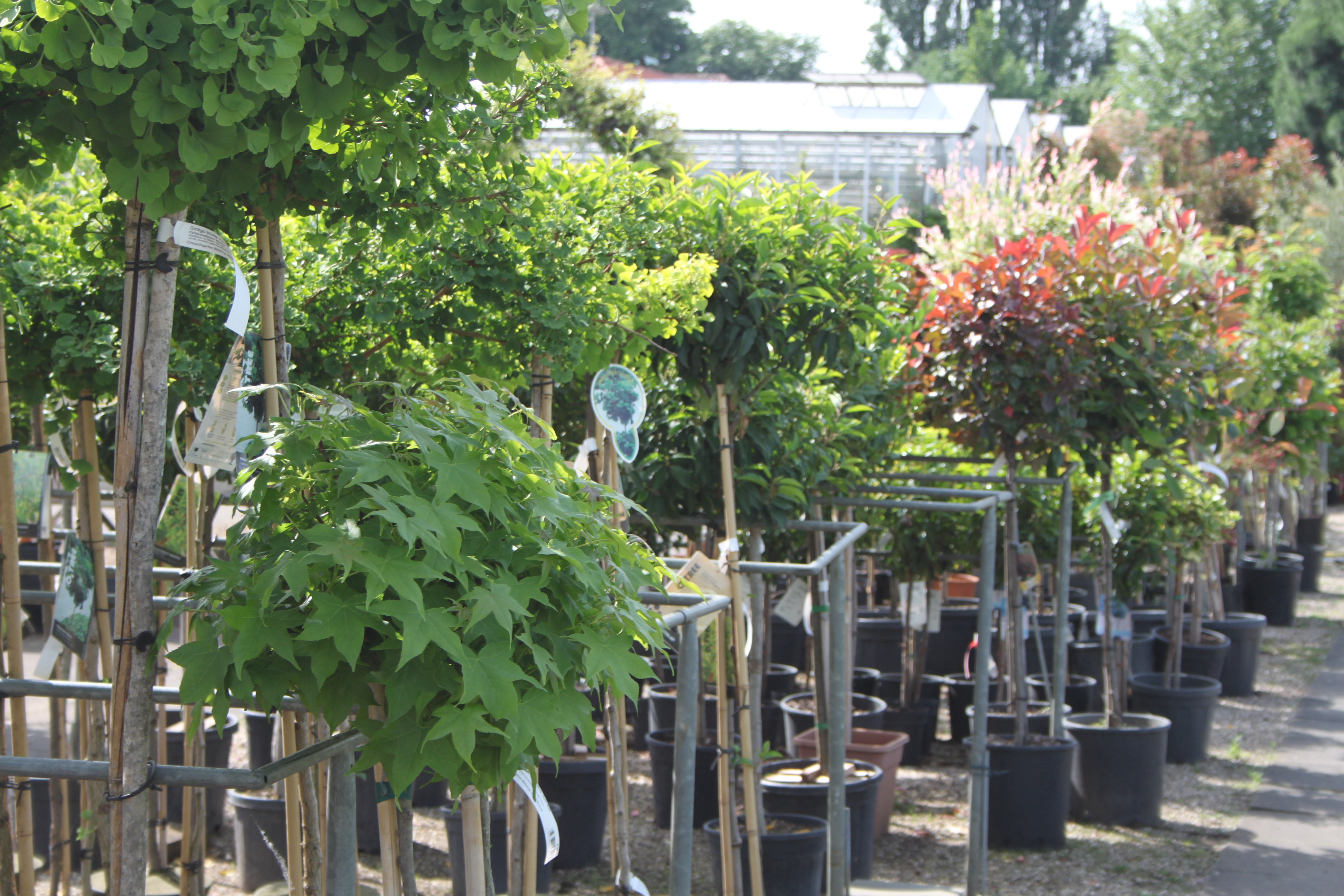 Stauden und Gehölze Einkaufsgarten Meteling Bocholt | Einkaufsgarten  Meteling